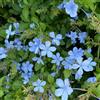 Generic 15 pz semi di plumbago auriculata - da giardino resistenti rampicanti del balcone