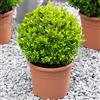 GardenersDream Buxus Ball 20cm di diametro, comune bosso, topiaria da giardino, arbusto sempreverde reale.