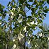 le Georgiche Vivai le Georgiche - Pianta vera di Davidia involucrata - altezza alla vendita 80-100 cm