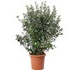 KENTIS - Feijoa Acca Sellowiana con Decorazione Vaso in Juta - Piante Vere da Esterno da Frutto - Pianta da Giardino Sempreverde - H 125-150 cm Vaso Ø 30 cm