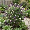 Bloomique - Buddleja Davidii Duo Purple White - Buddleja davidii - Piante da giardino - Resistenti - Altezza 30-40 cm - Vaso 17 cm