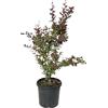 GARDEN VIVAI TALAMONTI Berberis Thunbergii Atropurpurea. Garden Talamonti.