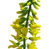 Mondo Ape Semi Fiori per Api - Semi di Meliloto Giallo (Melilotus officinalis) 1 kg - Pianta Mellifera a Fioritura Prolungata - Ideale per Apicoltura, Sovescio e Miglioramento del Suolo