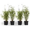 Plant in a Box - Fargesia nitida 'Red Dragon' - Set di 4 - Bambù rosso - Vaso 17cm - Altezza 50-70cm - non invasiva - Sempreverde Resistente
