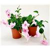 POWERS TO FLOWERS - MANDEVILLA DIPLADENIA ROSA A FIORE DOPPIO, VASO 14 CM DIAMETRO, 2 PIANTE, pianta vera