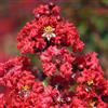 le Georgiche Vivai le Georgiche - Pianta vera di Lagerstroemia indica Dynamite Lagerstroemia indica 'Whit II' Lillà delle Indie, Mirto crespo - vaso Ø 19 cm - altezza alla vendita 40-60 cm