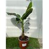 Vivaio Garden Forest Musa Dwarf Cavendish - Pianta di Banano Nano H100 cm - Pianta Tropicale Ornamentale per Casa e Giardino - Pianta di Banana