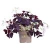 eGarden.store Pianta di Oxalis Pianta di Ossalide Pianta di Acetosella pianta da esterno pianta da fiore pianta da giardino pianta ornamentale pianta vera venduta da eGarden.store (Ossalide Viola v.12 cm)