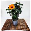 POWERS TO FLOWERS - HYBISCUS, IBISCO ARANCIO CON OCCHIO SCURO, VASO 13CM, pianta vera