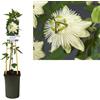 AMDGarden Pianta di Passiflora RIVERSIDE SNOW QUEEN Rampicante Profumata Bianca per Esterni Vaso 18 cm