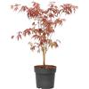 Plant in a Box - Palmatum 'Atropurpureum' - Ao giapponese - Vaso 19cm - Altezza 60-70cm
