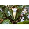 Generic Azienda PLAT Germinazione dei Semi: 5: Orchidea Keiki Pasta, Citochinina, Ormon Della Crescita, Phalaenopsis