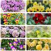 Generic viola cornuta - semi decorazione decorativa riverdimento tetti 100pcs