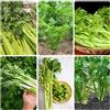 Generic Semi di sedano, perenni biologico Apium graveolens, semi di biologici antiche varietà 100pcs