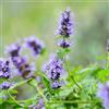 Generic semi di ortica profumati, resistenti Agastache foeniculum, giardino di verdi vecchie varietà regali per giardinieri da balcone per aiuole rialzate 300pcs