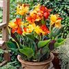 HONGDET Adatte Per La Piantumazione In Giardino All'Aperto Canna è Alto Richiedono Poca Manutenzione, Lampadine Di Canna, Vivaci E Un Alto Valore Ornamentale -1bulb-B