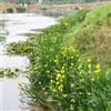 Generic semi di iris palustre - esotiche resistenti esterni giardino precoce acquatiche 200pcs