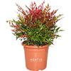 KENTIS - Set di Nandina Domestica Obsessed ® Piante Vere da Esterno Resistenti - H 40-60cm Vaso Ø 24cm