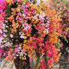 Generic semi di bouganville - giardino resistente regali rampicanti 120pcs