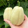 Generic semi di chayote invernali resistenti per il giardino chayote aiuole rialzate per giardino, rampicanti resistenti rare, 10pcs