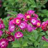 Rose Barni Perennial Blue®, rosa rampicante di Rose Barni®, altezza raggiunta fino a 3 metri, rifiorente con fiori a grappoli viola lilla, cod.18072