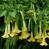 le Georgiche Vivai le Georgiche - Pianta vera di Brugmansia arborea Giallo Datura arborea, Stramonio arboreo Tromba d'angelo - vaso Ø 17 cm - altezza alla vendita 30-40 cm