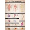 1art1 Il Corpo Umano Poster Anatomia Muscoli Ossa Organi Stampa 91x61 cm
