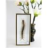 asiahouse24 Cendipede gigante XXL - Scolopendra morsitans - in vetrina 3D, cornice in legno - incorniciata - Scatola A-Cendipede - Immagine Taxydermi Cendipede molto simile