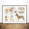 Ling88 Quadri Arte della Parete Muscoli Organi del Cane Anatomia Animale Patologia Poster Stampe Pittura Tela Soggiorno Immagine di Arte della Parete Decorazioni per La Casa Dipinti Murales Poster - 40X60Cm