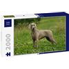 Lais Puzzle Weimaraner 2000 Pezzi
