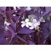Portal Cool 1 X Oxalis Triangularis Purpurea Lampadina. Spedizione Gratuita