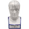 aubaho Grande 30cm testa frenologia busto anatomia medico empirico Fowler