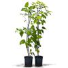 Kiwiri 's Kiwiberry siberiano Duo - 2 piante da kiwi (Actinidia kolomikta) maschile e femmina - Mini kiwi - Garanzia varietà direttamente dall'allevatore - Set autofiuttivo