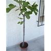 Jardines de Jaravia Ficus carica - Vero fico, un albero carino circa 130 - 150 cm di altezza
