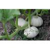 Generic Semi di zucca Baby Boo trattati Confezione da 100 semi