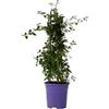 Plant in a Box - Ceanothus thyrsiflorus Repens - Fioritura primaverile - Foglie lucide - Arbusto sempreverde - Vaso 17cm - Altezza 60-70cm