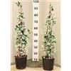Jack Fin 2 PIANTE DI GELSOMINO RAMPICANTE, ALTEZZA 120-140 CM, Made in Italy bellissime piante super coprente