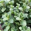 Generic 1 PIANTA DI MENTA MAROCCHINA IN VASO 14CM aromatiche orto giardino
