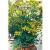 Floriana-Bulbose Italsementi Ruta (Ruta Graveolens)