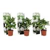 Plant in a Box - Ortensia hydrangea macrophylla Bianco - Set di 3 - Rosa d'ortensia - Vaso 9cm - Altezza 25-40cm