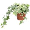 Vivaio di Castelletto Edera variegata Hedera helix White Wonder 3 piante in vaso ø8 cm Vivaio di Castelletto