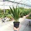 Vivaio di Castelletto Palma di San Pietro Chamaerops humilis pianta in vaso Ø12 cm Vivaio di Castelletto