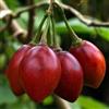 Generic 20 seeds of Tamarillo - SOLANUM BETACEUM - Tomato Tree:Seeds