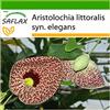 SAFLAX - Aristolochia - 80 semi - Con substrato - Aristolochia littoralis syn. elegans