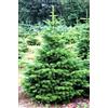 Generico 20 Semi di Abete della Normandia (Abies Nordmanniana)