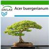 SAFLAX - Acero tridente - 30 semi - Con substrato - Acer buergerianum