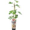 Bloomique - Ficus carica 'Brown Turkey' - Fico - Albero da frutto - Piante da giardino - Resistente al freddo - Alta 50-70 cm - Vaso 15 cm