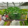 POWERS TO FLOWERS - SPINACIO, SPINACI BIO. 8 PIANTE, Piante vere