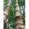 Generic Dendrocalamus Asper Giant Bamboo Dragon Bamboo Seeds
