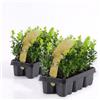 Vivaio di Castelletto Bosso Buxus microphylla Faulkner 12 piante da siepe sempreverde in vaso bio ø9 cm Vivaio di Castelletto